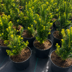 Tis obyčajný (Taxus baccata) - výška 20-40 cm, kont. C2L